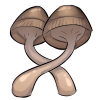 Two brown mushroom.